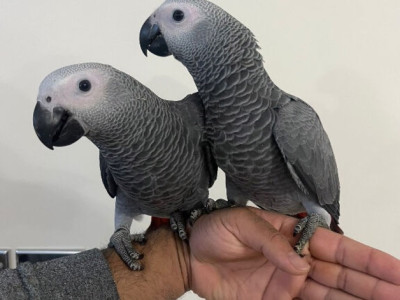 BREEDING PAIRS OF AFRICAN GREYS, MACAWS, ELECTUS, 