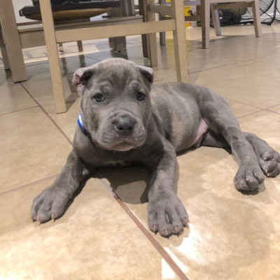 Healthy Cane Corso Puppies For Sale