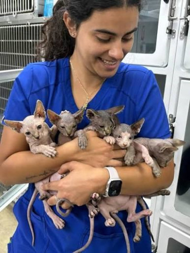 Exceptional Sphynx Kittens