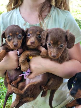 three dachshund pups