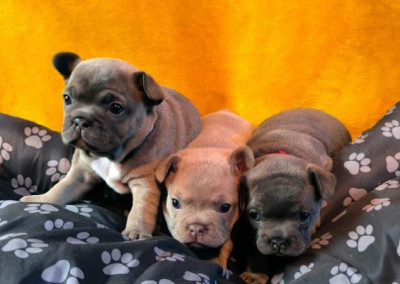 French bulldog puppies for sale