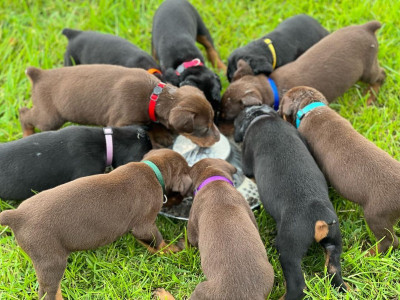 European Doberman Puppies For Sale -- $1,250