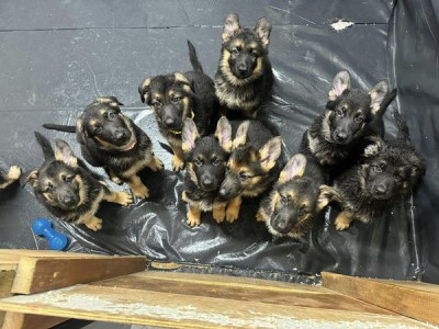  German Shepherd puppies.