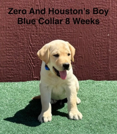 AKC Light Fox Red And Yellow Labrador Puppies