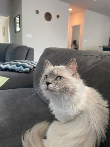 Looking for home for shizo