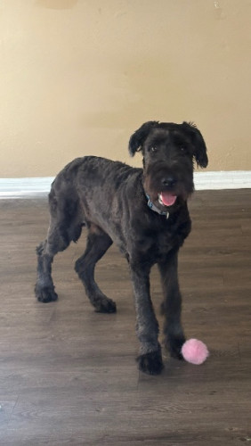 schnoodle boy looking for his furever home! 