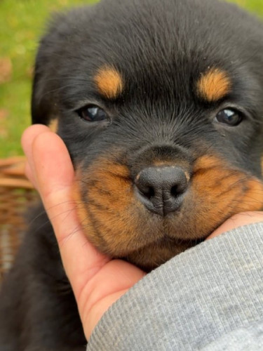  Rottweiler Puppies available for adoption