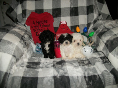 Toy Poodle puppies for sale