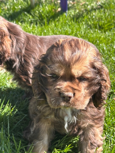 AKC cocker spaniel puppies, two boys remaining