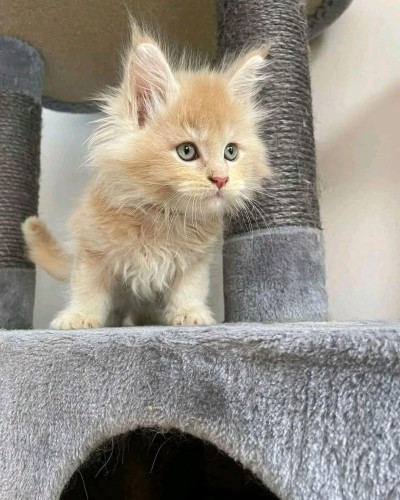 Adorable mainecoon kittens for adoption 