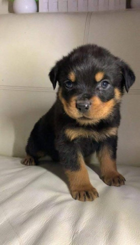 Rottweiler puppies for sale greenfield