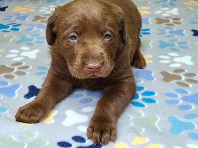 AKC Labrador Retriever Puppies!