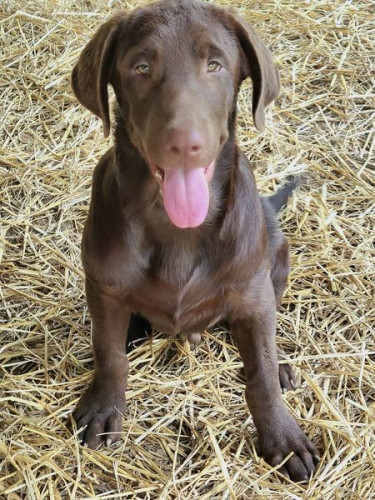 AKC Chocolate Lab Puppies!