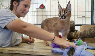 Cute  Caracal Kittens available