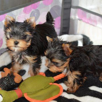 Teacup Yorkie Puppies