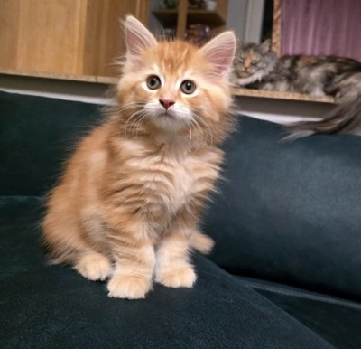 Maine Coon Cats For Sale