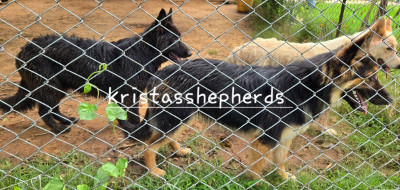 AKC German Shepherd Dogs 