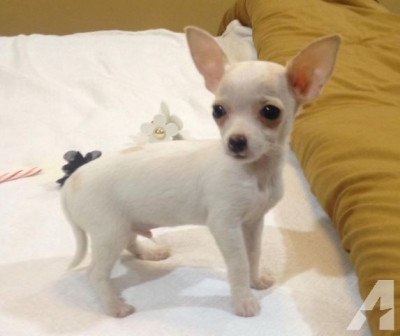 Home TrainedChihuahua Puppies Available