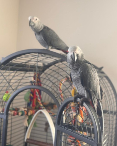 Healthy African Grey Parrot
