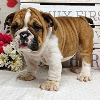 English Bulldog For Adoption