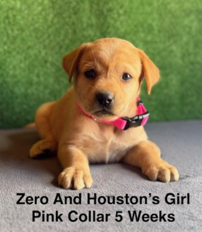 AKC Light Fox Red And Yellow Labrador Puppies