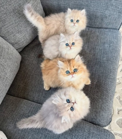 Bezaubernde Perserkätzchen – Kater &amp; Katze 