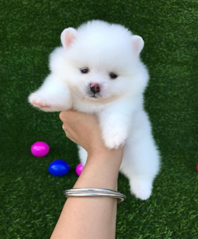 Pomeranian puppy - for sale 