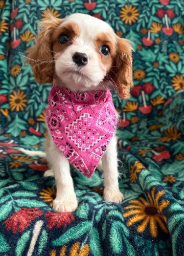 Female Cavalier Puppy