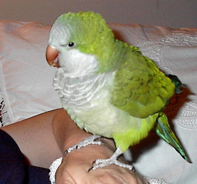 Young Quaker Parrot 