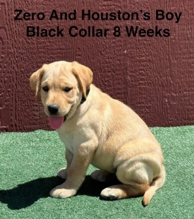 AKC Light Fox Red And Yellow Labrador Puppies