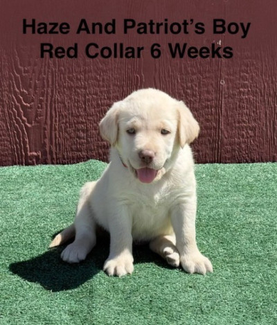 AKC Yellow And Champagne Labrador Puppies