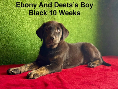 Black Boy 10 Weeks #5.jpg