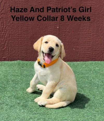 AKC Yellow And Champagne Labrador Puppies