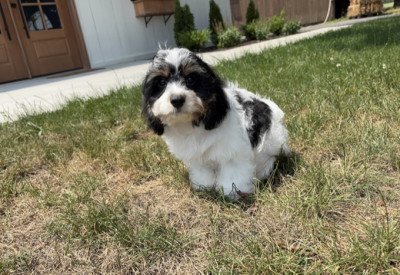 Adorable Cavachon Puppies – Fluffy, Friendly &amp; Rea