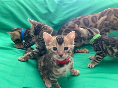 Cute Bengal Hittens Available