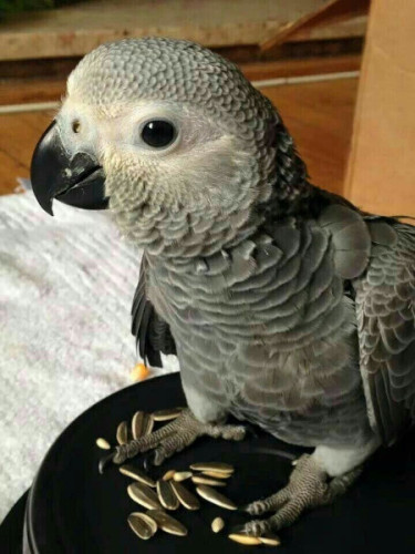 Playful African grey parrots For Sale