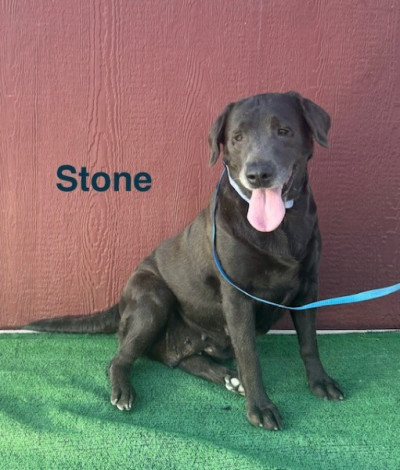 AKC Female Charcoal Lab Stone