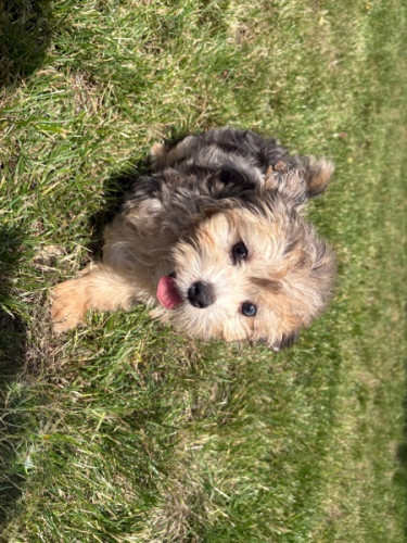 Purebred Papillon Pups – Ready for Forever Home 