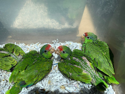 adorable Amazon parrots