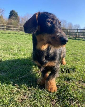 Ready to leave now Wirehaired Dachshund Puppies