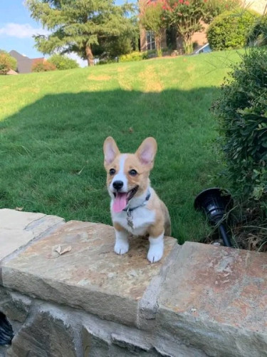 Pembroke Welsh Corgi Puppies 