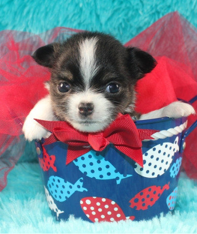 Chihuahua Puppies For Sale 