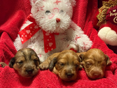 Longhair Miniature Dachshunds for sale