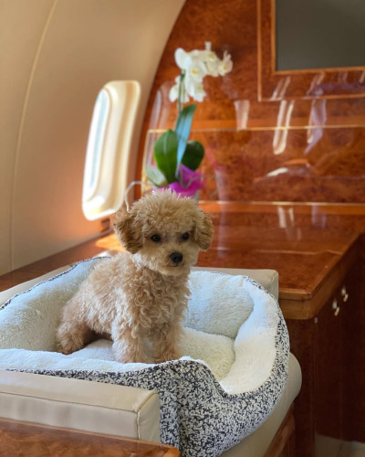 Beautiful female Teacup Poodle puppy 
