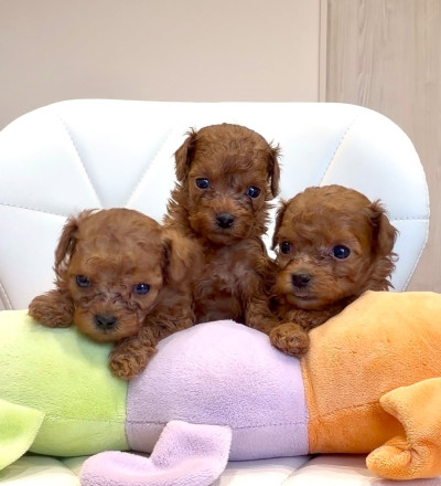 Super cute male Teacup Poodle puppies 
