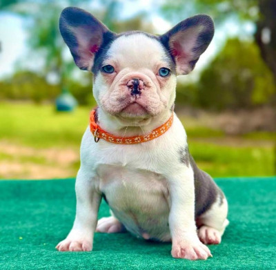 French Bulldog Puppies for Sale