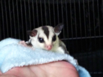 Sugar gliders Kaufman Texas 