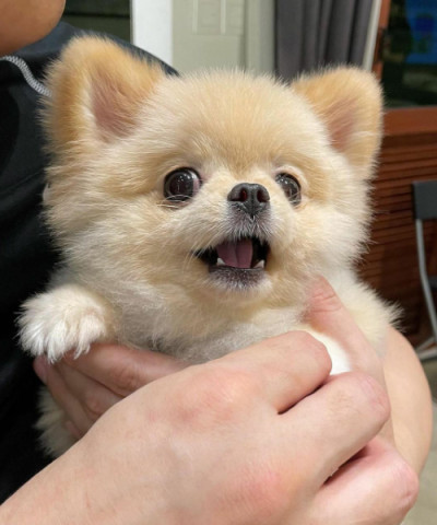 Female Pomeranian Puppy