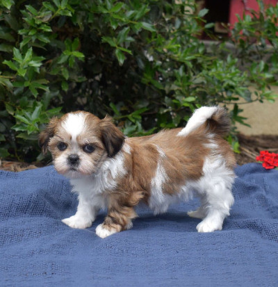 Playful Shih Tzu Puppies Available