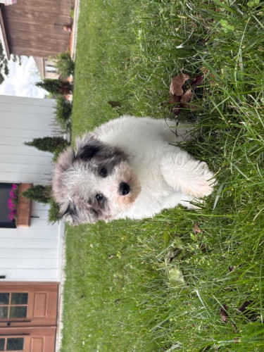 Purebred Golden Retriever Puppies – Ready for Home